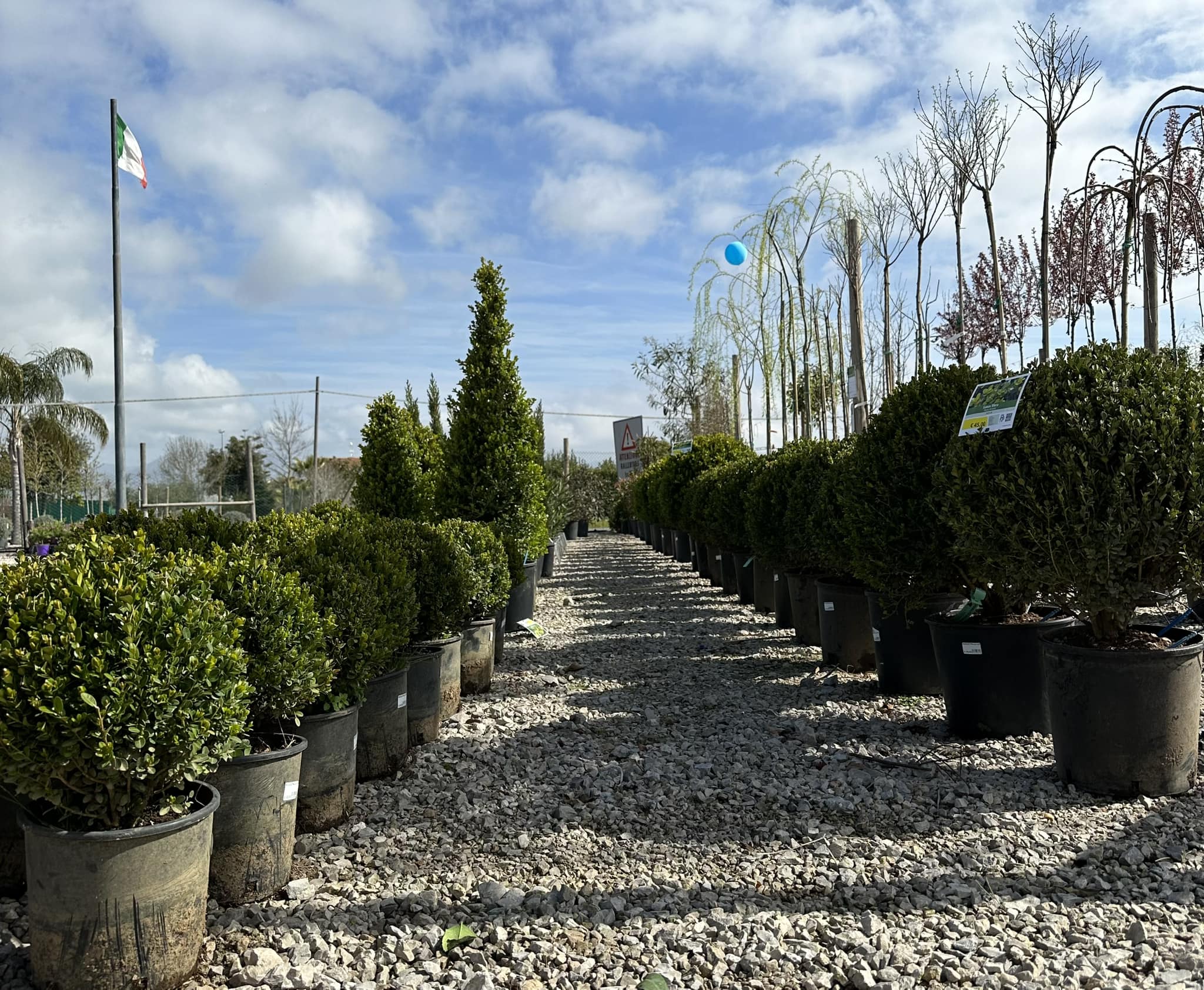 Vivaio Selvavetere (Aloe Vera)