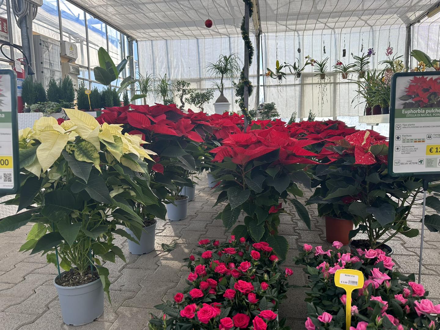 Vivaio Selvavetere (Aloe Vera)