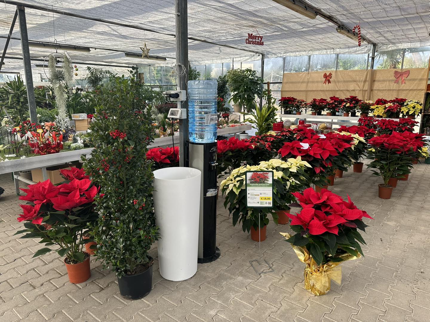 Vivaio Selvavetere (Aloe Vera)