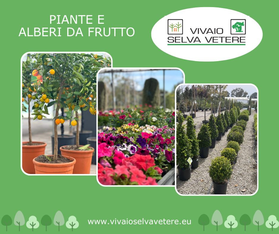 Vivaio Selvavetere (Aloe Vera)