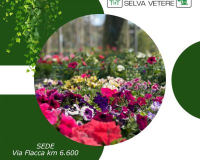 439831679_937319064851607_4279082312998568232_n