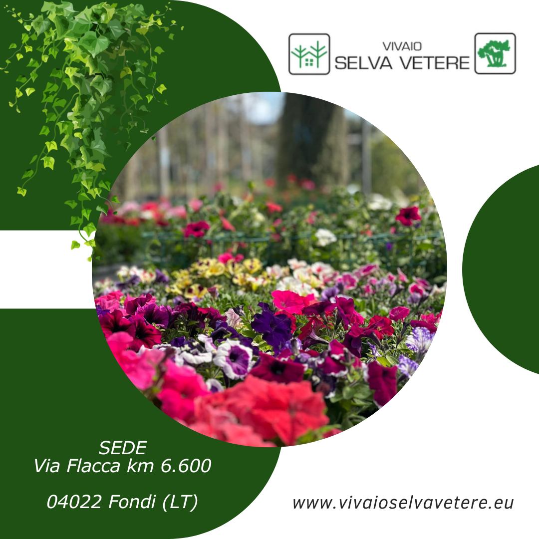 Vivaio Selvavetere (Aloe Vera)