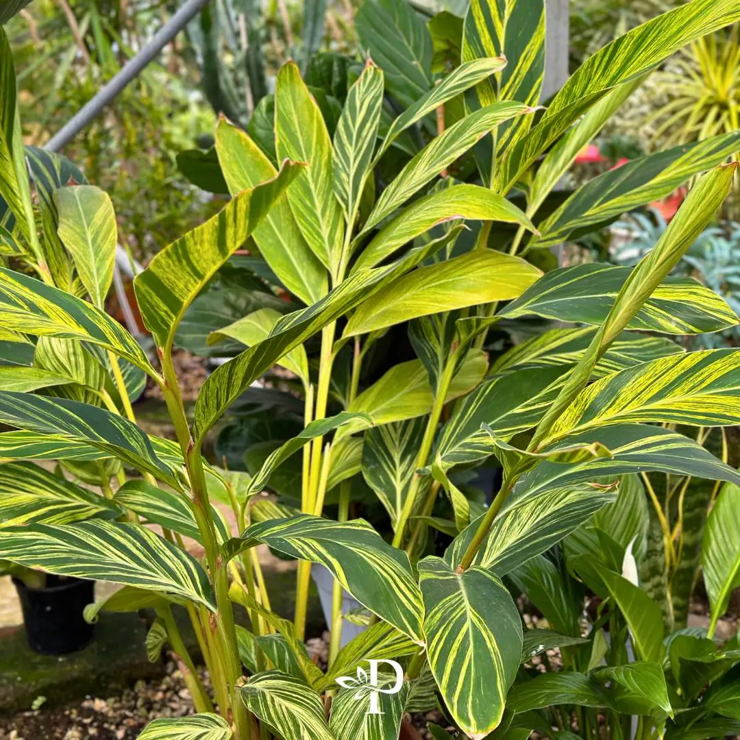 Vivaio Paola Bartoli