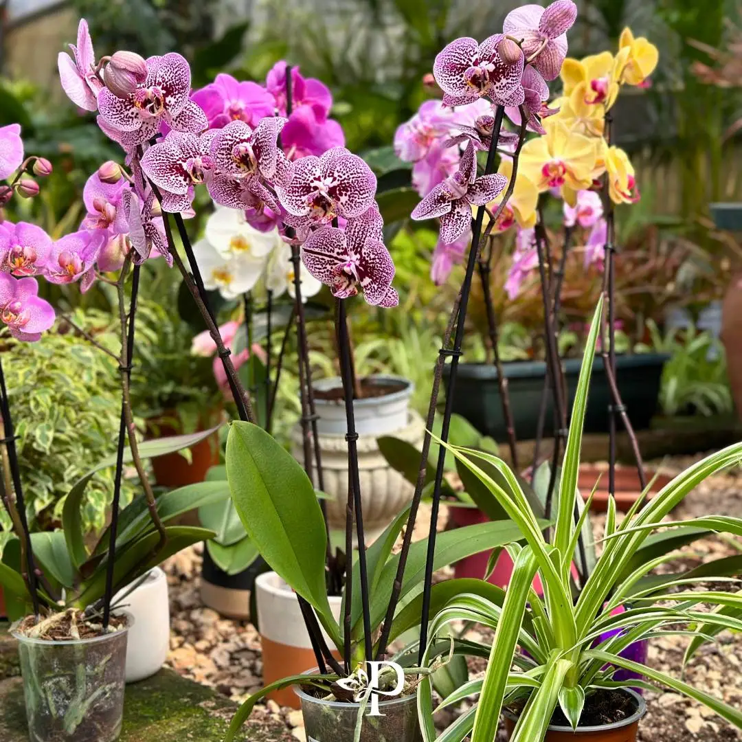 Vivaio Paola Bartoli