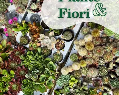 448981490_880941057363921_3743889273069858050_n