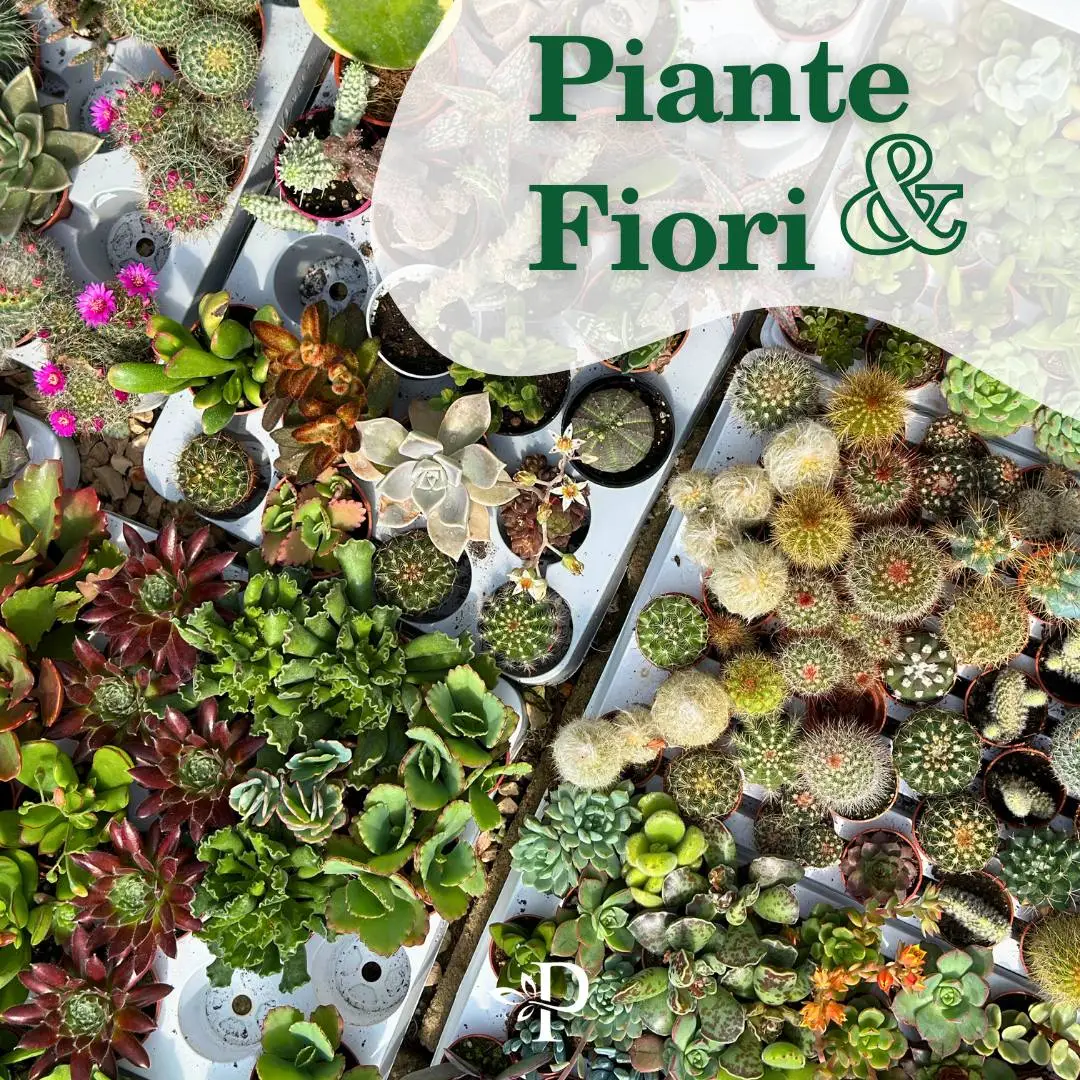 Vivaio Paola Bartoli