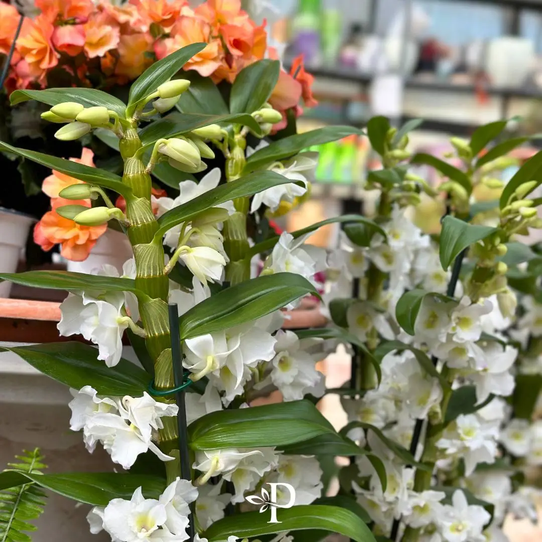 Vivaio Paola Bartoli